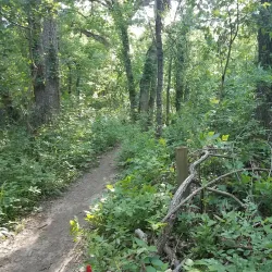 Plano Balloon Festival - Plano