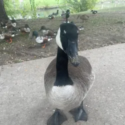 Cottonwood Park - Rockwall