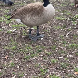 Cottonwood Park - Rockwall