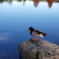 Harry Myers Park - Rockwall