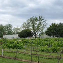 San Martiño Winery - Rockwall