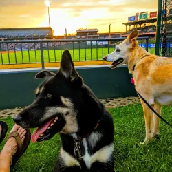 Round Rock Express Baseball Stadium (Dell Diamond) - Round Rock