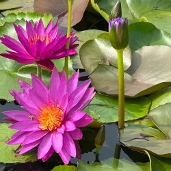 International Water Lily Collection - San Angelo
