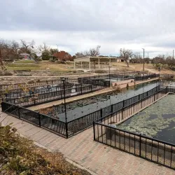 International Water Lily Collection - San Angelo