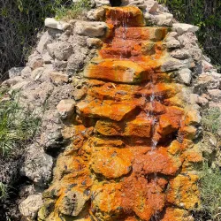 International Water Lily Collection - San Angelo