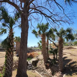 International Water Lily Collection - San Angelo