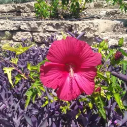 International Water Lily Collection - San Angelo