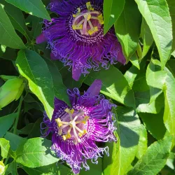 International Water Lily Collection - San Angelo