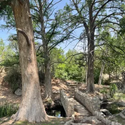 International Water Lily Collection - San Angelo