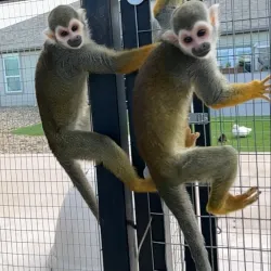 Robinson Park Zoo - San Angelo