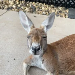 Robinson Park Zoo - San Angelo