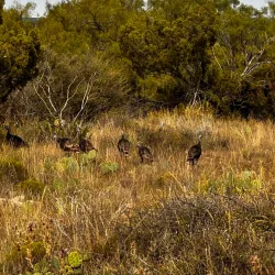 San Angelo State Park - San Angelo