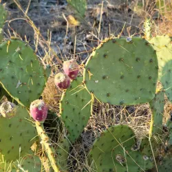 San Angelo State Park - San Angelo