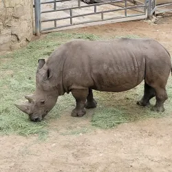 San Antonio Zoo - San Antonio