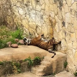 San Antonio Zoo - San Antonio