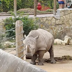 San Antonio Zoo - San Antonio