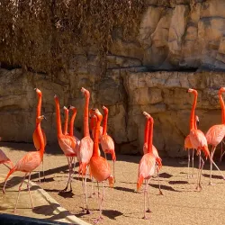 San Antonio Zoo - San Antonio