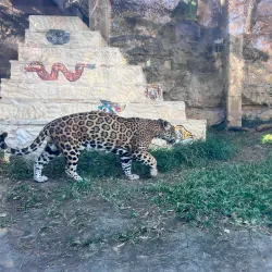 San Antonio Zoo - San Antonio