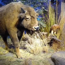 The Witte Museum - San Antonio