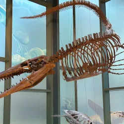 The Witte Museum - San Antonio