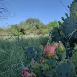Purgatory Creek Natural Area - San Marcos