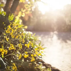 Mercer Botanic Gardens - Spring