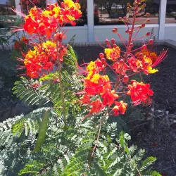 Heritage Square - Taylor