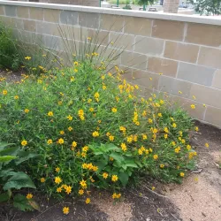 Heritage Square - Taylor