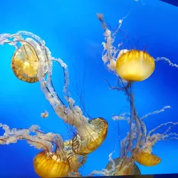 Moody Gardens (nearby in Galveston) - Texas City