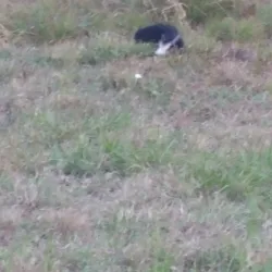 Texas City Prairie Preserve - Texas City