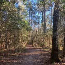 George Mitchell Nature Preserve - The Woodlands