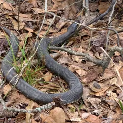 George Mitchell Nature Preserve - The Woodlands