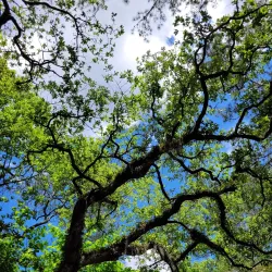 George Mitchell Nature Preserve - The Woodlands