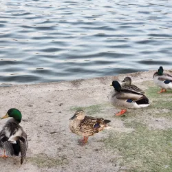 Northshore Park - The Woodlands