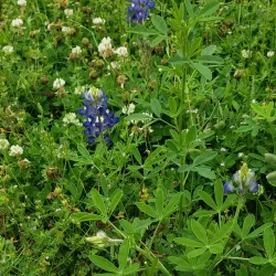 Rob Fleming Park - The Woodlands