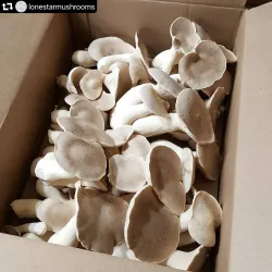 Tomball Farmers Market - Tomball