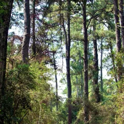 Tomball Nature Preserve - Tomball