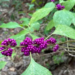Tomball Nature Preserve - Tomball