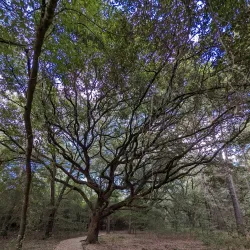 Tomball Nature Preserve - Tomball