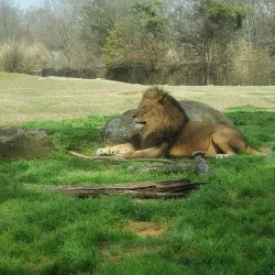 Caldwell Zoo - Tyler