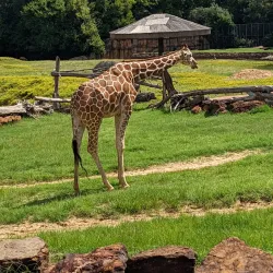 Caldwell Zoo - Tyler