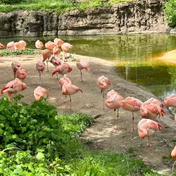 Caldwell Zoo - Tyler