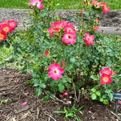 Tyler Rose Garden - Tyler