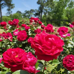 Tyler Rose Garden - Tyler