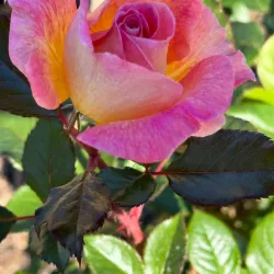 Tyler Rose Garden - Tyler