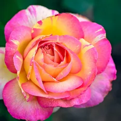 Tyler Rose Garden - Tyler