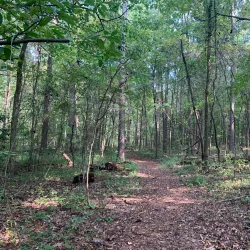 Tyler State Park - Tyler