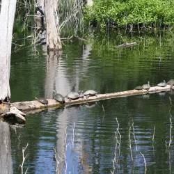 Heard Natural Science Museum & Wildlife Sanctuary - Wylie