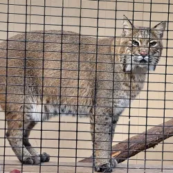 Heard Natural Science Museum & Wildlife Sanctuary - Wylie