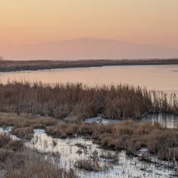 Farmington Bay Waterfowl Management Area - Farmington